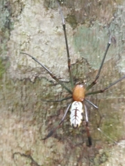 Leucauge taiwanica