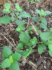 Ruellia drummondiana