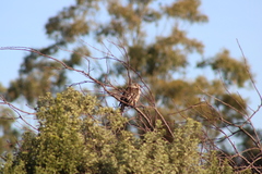 Anthochaera paradoxa paradoxa