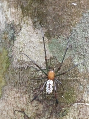 Leucauge taiwanica