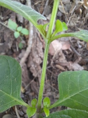 Ruellia drummondiana