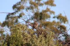 Anthochaera paradoxa paradoxa