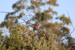Anthochaera paradoxa paradoxa
