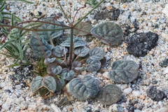 Eriogonum thomasii
