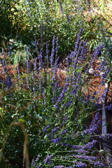 Salvia helianthemifolia