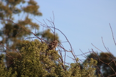 Anthochaera paradoxa paradoxa