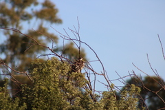 Anthochaera paradoxa paradoxa