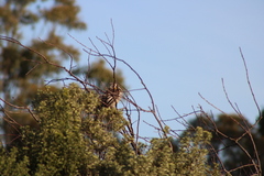 Anthochaera paradoxa paradoxa