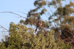 Anthochaera paradoxa paradoxa