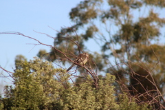 Anthochaera paradoxa paradoxa