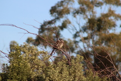 Anthochaera paradoxa paradoxa