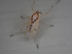 Coelotanypus concinnus