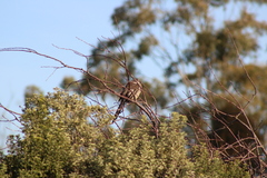 Anthochaera paradoxa paradoxa