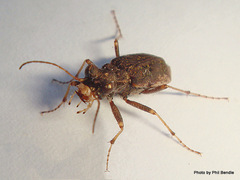 Neocicindela