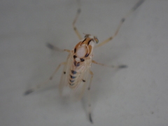 Coelotanypus concinnus