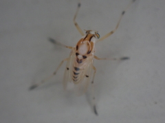Coelotanypus concinnus