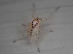 Coelotanypus concinnus