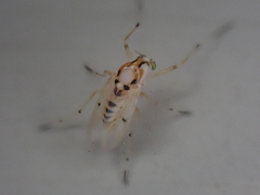 Coelotanypus concinnus