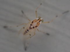 Coelotanypus concinnus