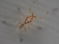Coelotanypus concinnus