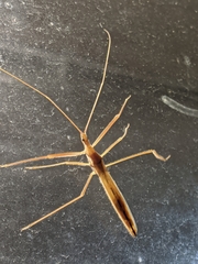 Doldina interjungens