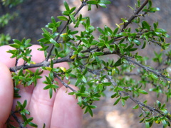 Coprosma pseudocuneata