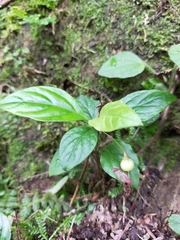 Lysimachia ardisioides