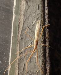 Doldina interjungens