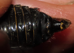 Okanagana sequoiae