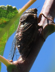 Okanagana sequoiae