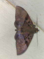 Ischyja marapok