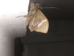 Ischyja marapok