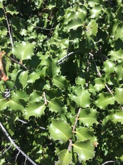 Prunus ilicifolia ilicifolia