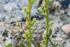 Pectocarya heterocarpa