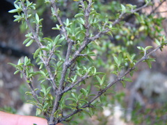 Coprosma pseudocuneata