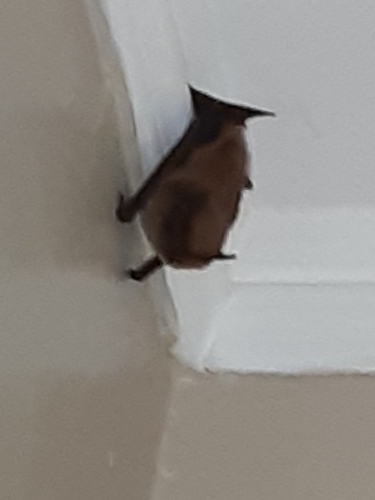 Big Brown Bat photographed in Maine