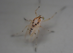 Coelotanypus concinnus