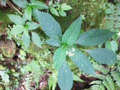 Hydrangea densifolia