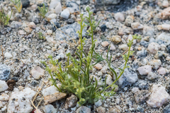 Pectocarya heterocarpa