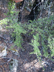 Coprosma pseudocuneata