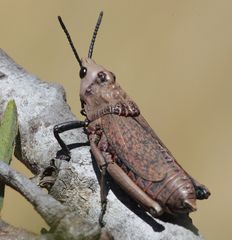 Dictyophorus griseus
