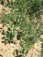Phacelia viscida albiflora