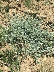 Calystegia malacophylla