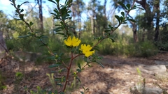 Hibbertia nitida