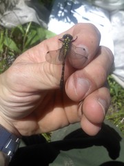 Hylogomphus adelphus