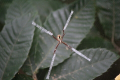 Argiope minuta