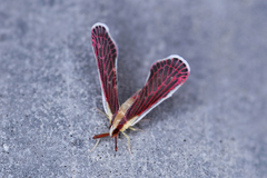 Anotia firebugia