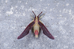 Anotia firebugia