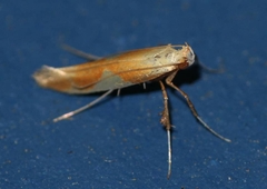 Caloptilia packardella