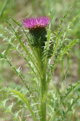 Cirsium drummondii